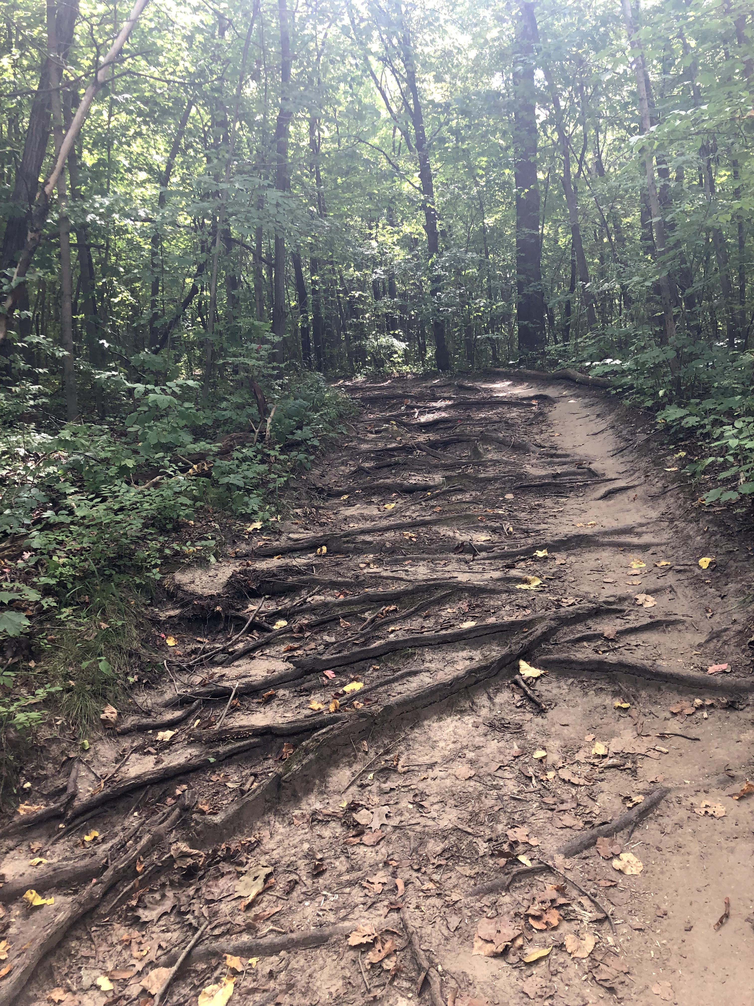 A wide dirt trail through an open woodland area with tall trees and dry grasses at Rock Cut State Park, Illinois