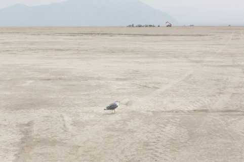 Seagull at the Temple site in Black Rock City, Nevada, illustrating the unexpected wildlife drawn to the temporary insect abundance in the desert landscape.