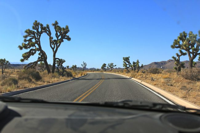 Joshua Trees along a road in Joshua Tree National Park.