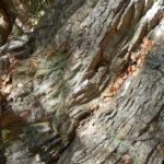 Large green chert boulder in Arroyo Viejo, Knowland Park, Oakland