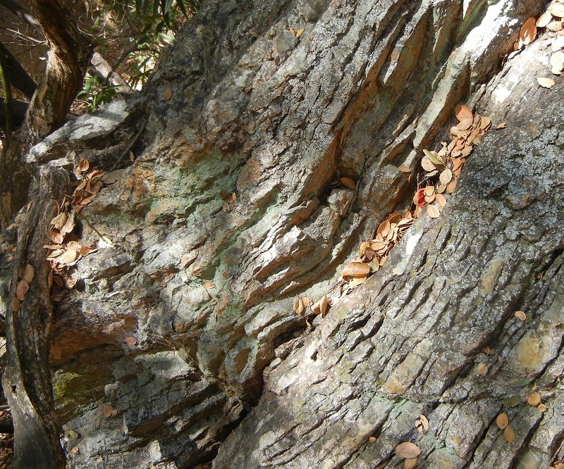 Large green chert boulder in Arroyo Viejo, Knowland Park, Oakland