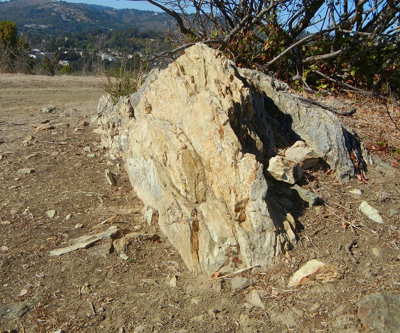 Irregularly shaped chert knocker observed during a geology walk in Knowland Park