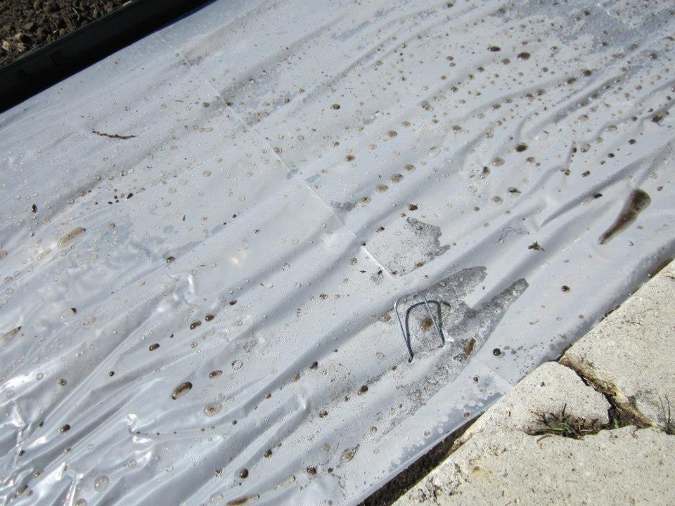 Landscape pin used to secure plastic sheeting in garden beds, demonstrating a simple and effective installation technique.