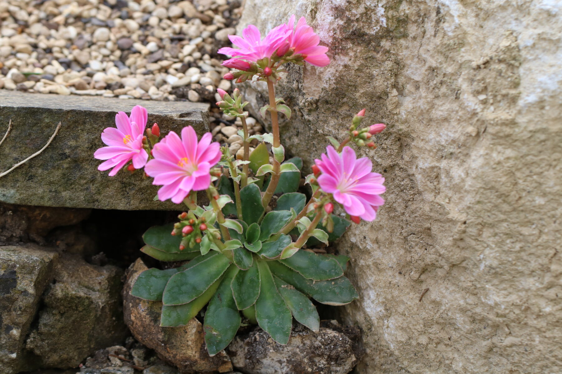 Lewisia in bloom in the rock garden