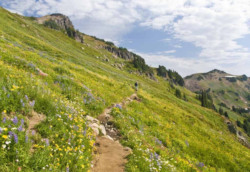 Lily Basin trail in Goat Rocks Wilderness displaying alpine meadows, wildflowers, and mountain backdrop