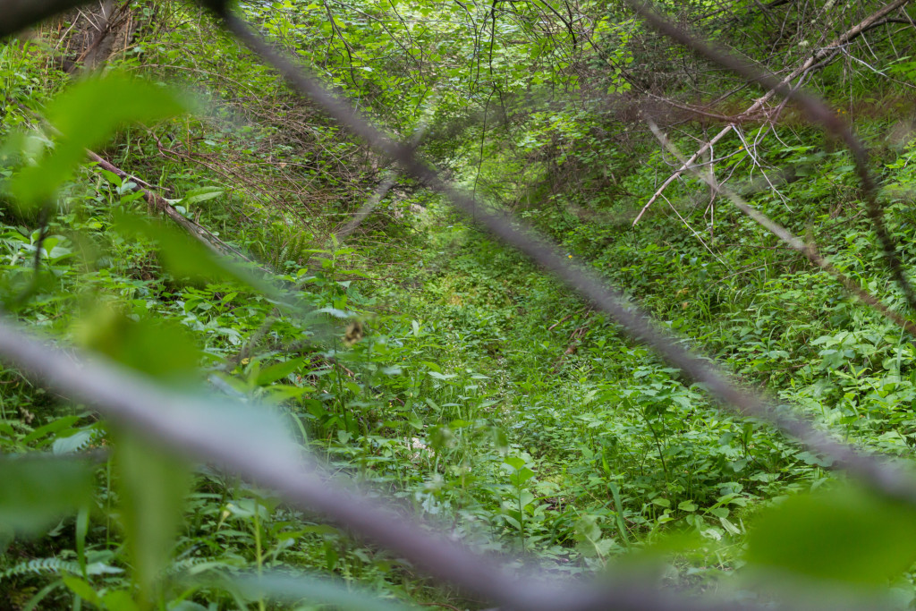 Looking deeper into the dense, overgrown gulch.