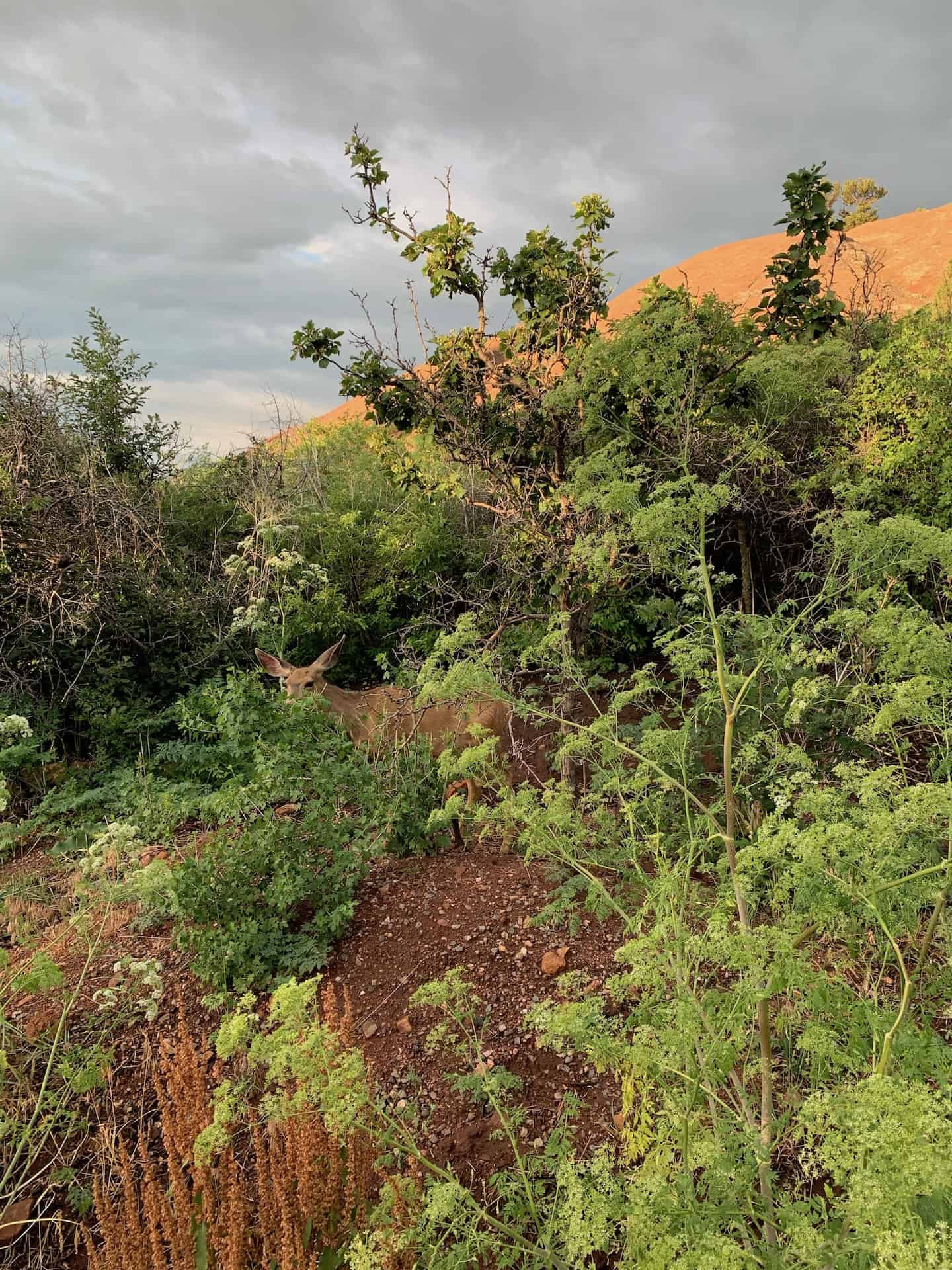 Mule deer spotted along the Trading Post Trail in Red Rocks Denver