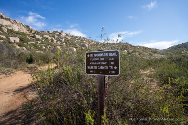 A welcome shade tree along the exposed Potato Chip Rock trail, offering hikers a brief respite from the sun during the challenging hike.