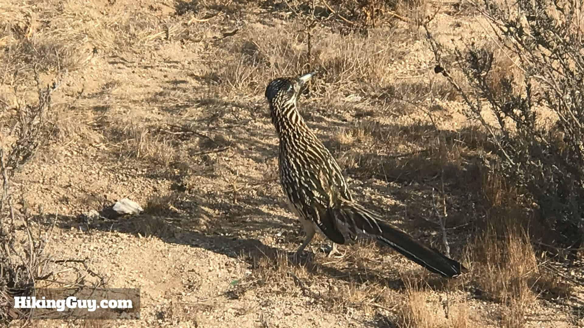 Roadrunners Wildlife on Pumpkin Rock Trail: Keep an eye out for wildlife like roadrunners along the Pumpkin Rock trail, adding to the natural experience.