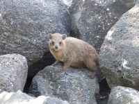 Rock Badger: The Mighty Yet Tiny Cliff Dweller