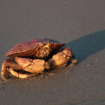 rock crab sitting on the beach