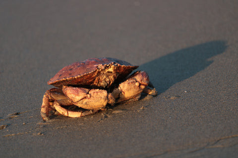 rock crab sitting on the beach