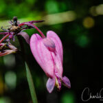 Pacific Bleeding Heart Flowers at Rock Creek Nature Trail