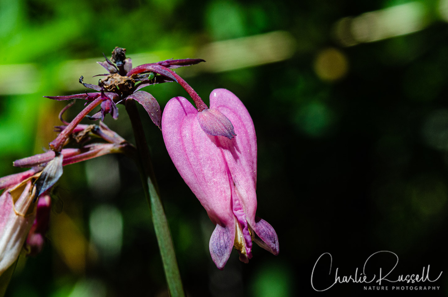 Pacific Bleeding Heart Flowers at Rock Creek Nature Trail