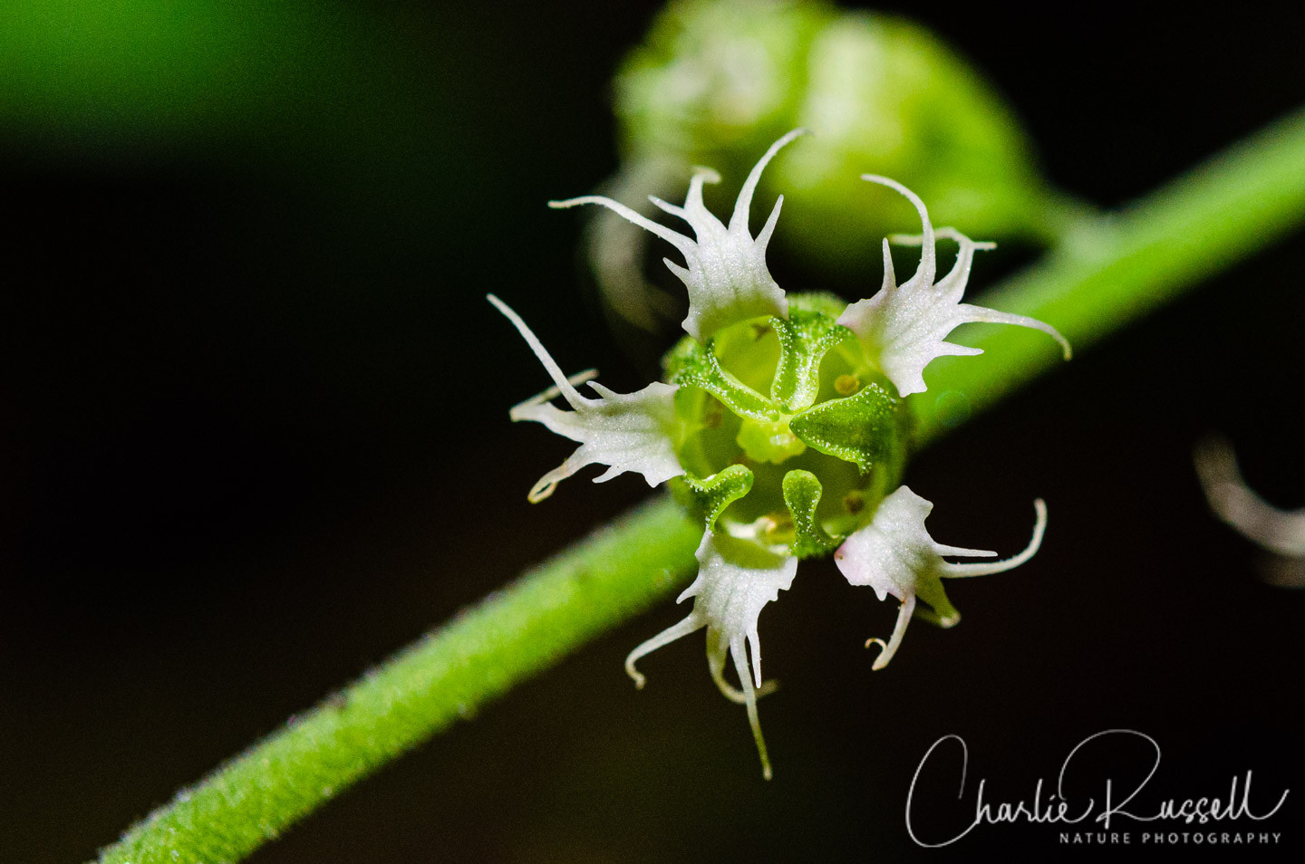 Close-up of Fringe Cups along Rock Creek Nature Trail