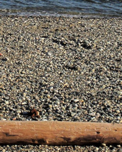 Variety of sediment clasts including different rock and mineral fragments