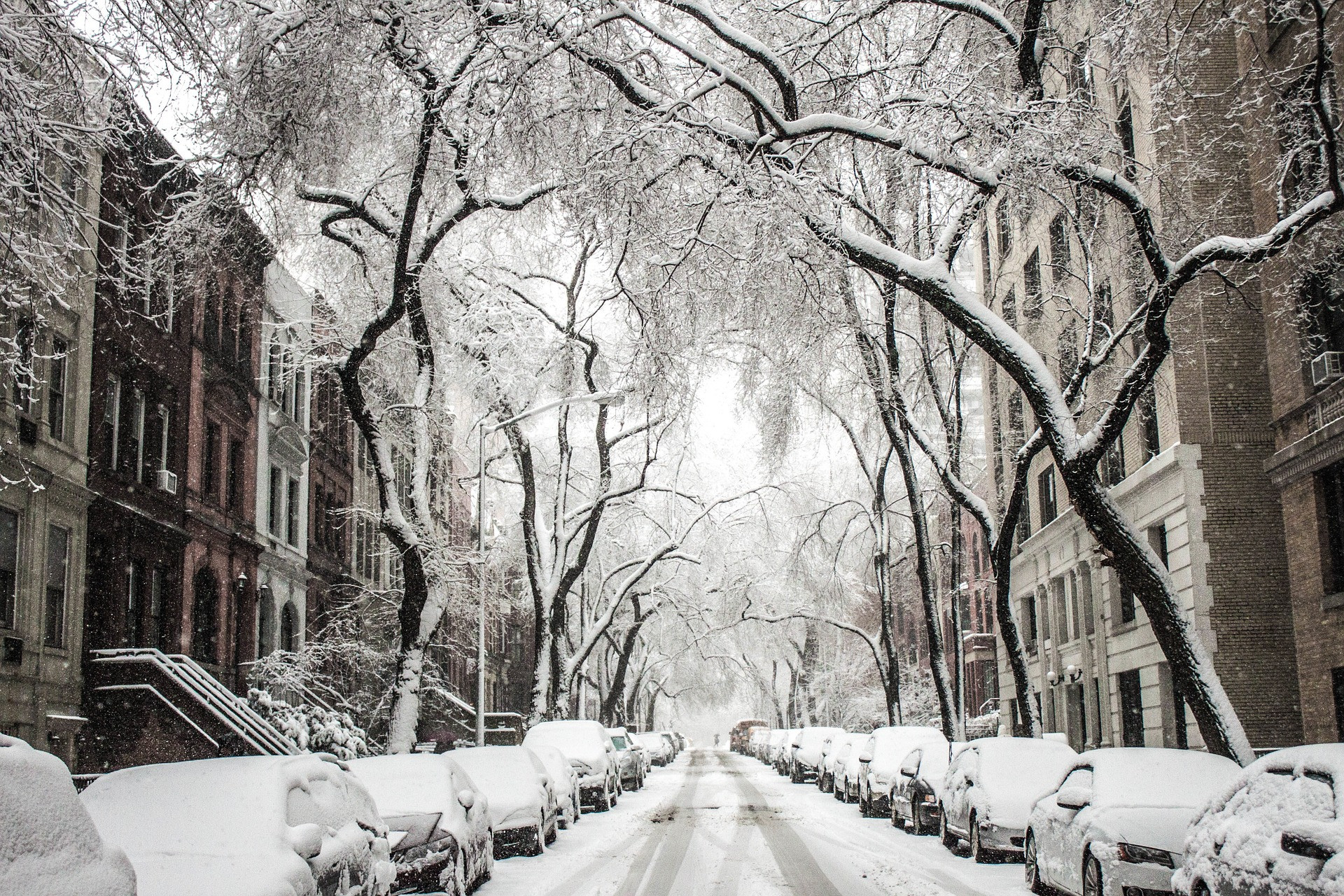 Snow covered trees and street