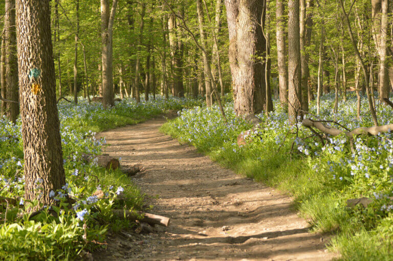 Spring bluebells blooming along a Starved Rock hiking trail