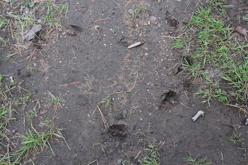 Clear deer tracks visible near a cabin in Mount Nebo State Park, Arkansas