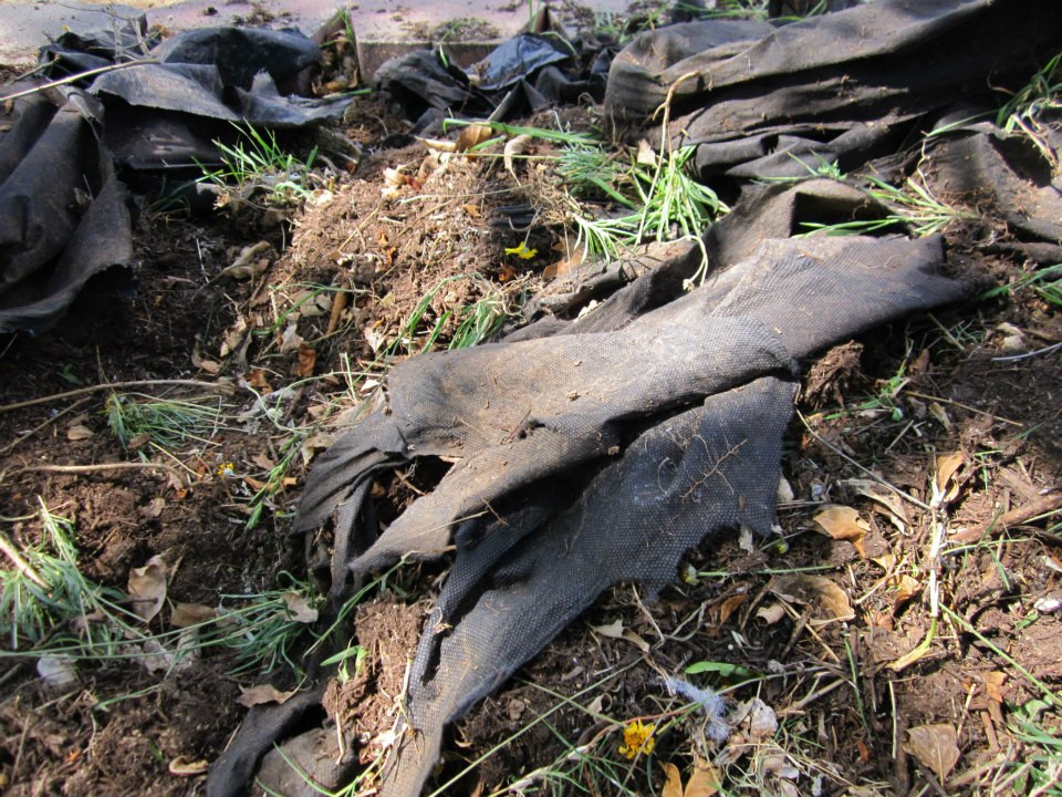 Degraded weed fabric after being used in a shaded garden bed for several years, illustrating potential breakdown issues.