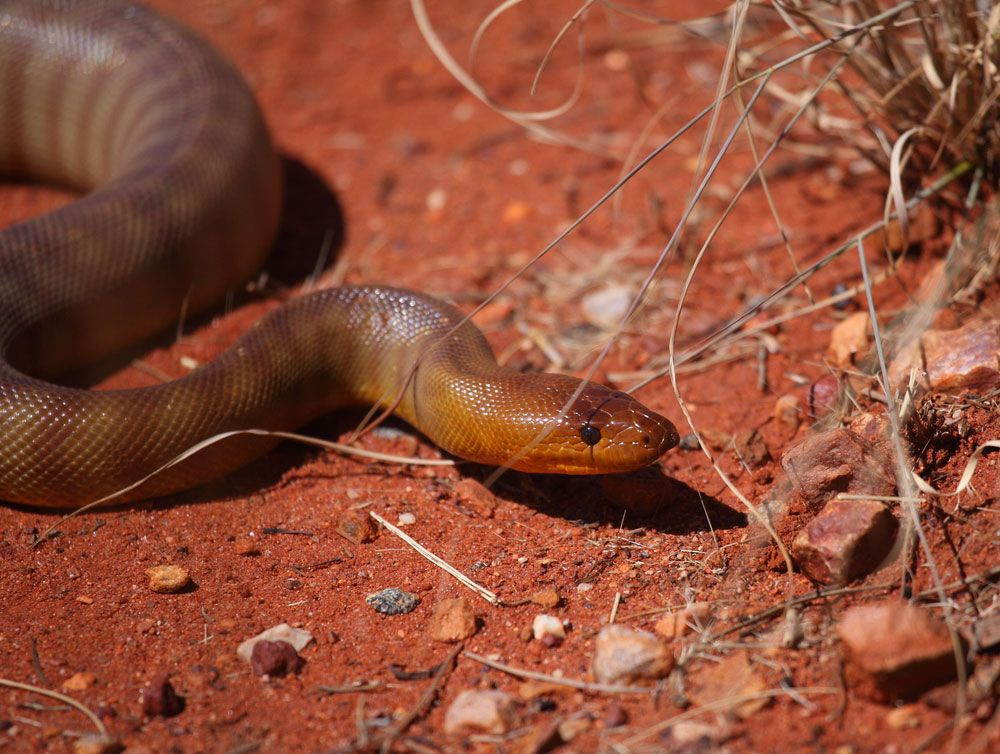 Woma python, a native Australian snake species, inhabiting the desert environment around Ayers Rock (Uluru) in Uluru-Kata Tjuta National Park.