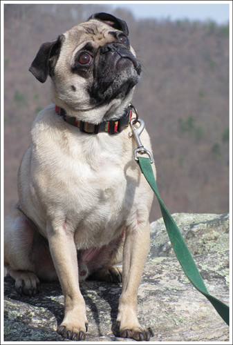 Dog enjoying the view from Buzzard Rock