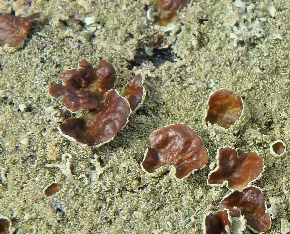 Peppered Rock Shield Lichen with Apothecia