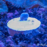Fragged polyp head glued to a frag plug