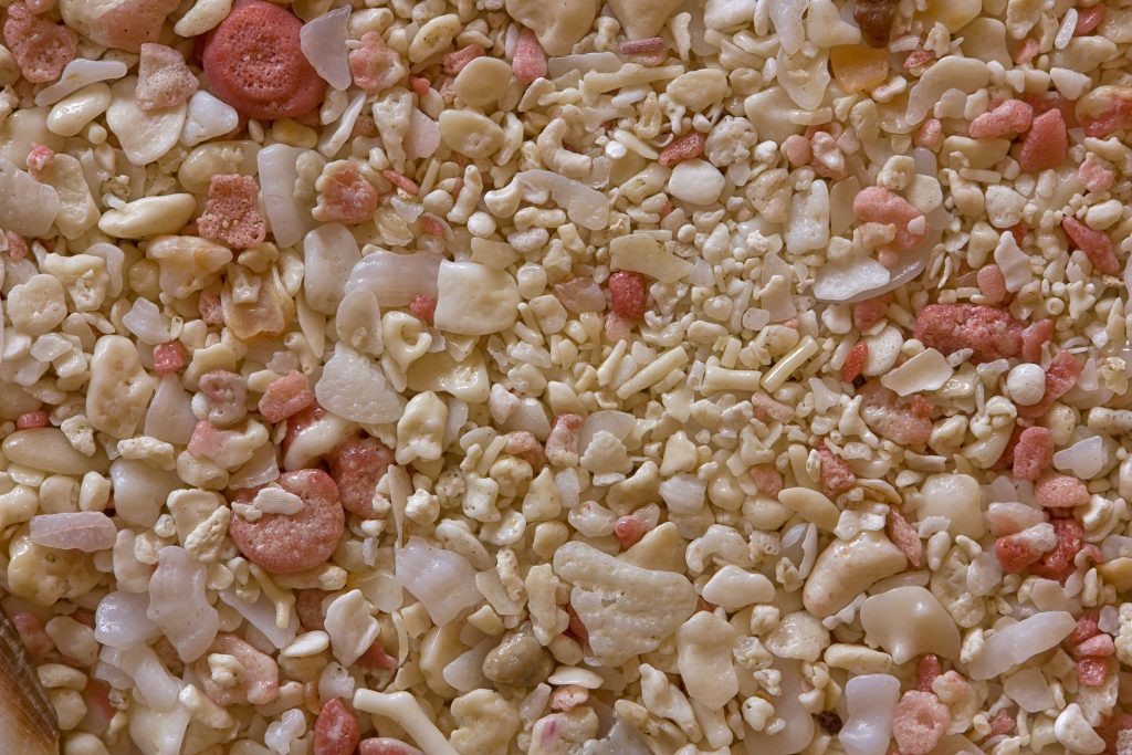 Fossiliferous Limestone