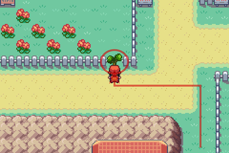 Using Cut on the small tree in between two fences to access the Safari Zone in Pokemon Radical Red