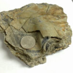 Phyllite with a small fold. (Source: Peter Davis)