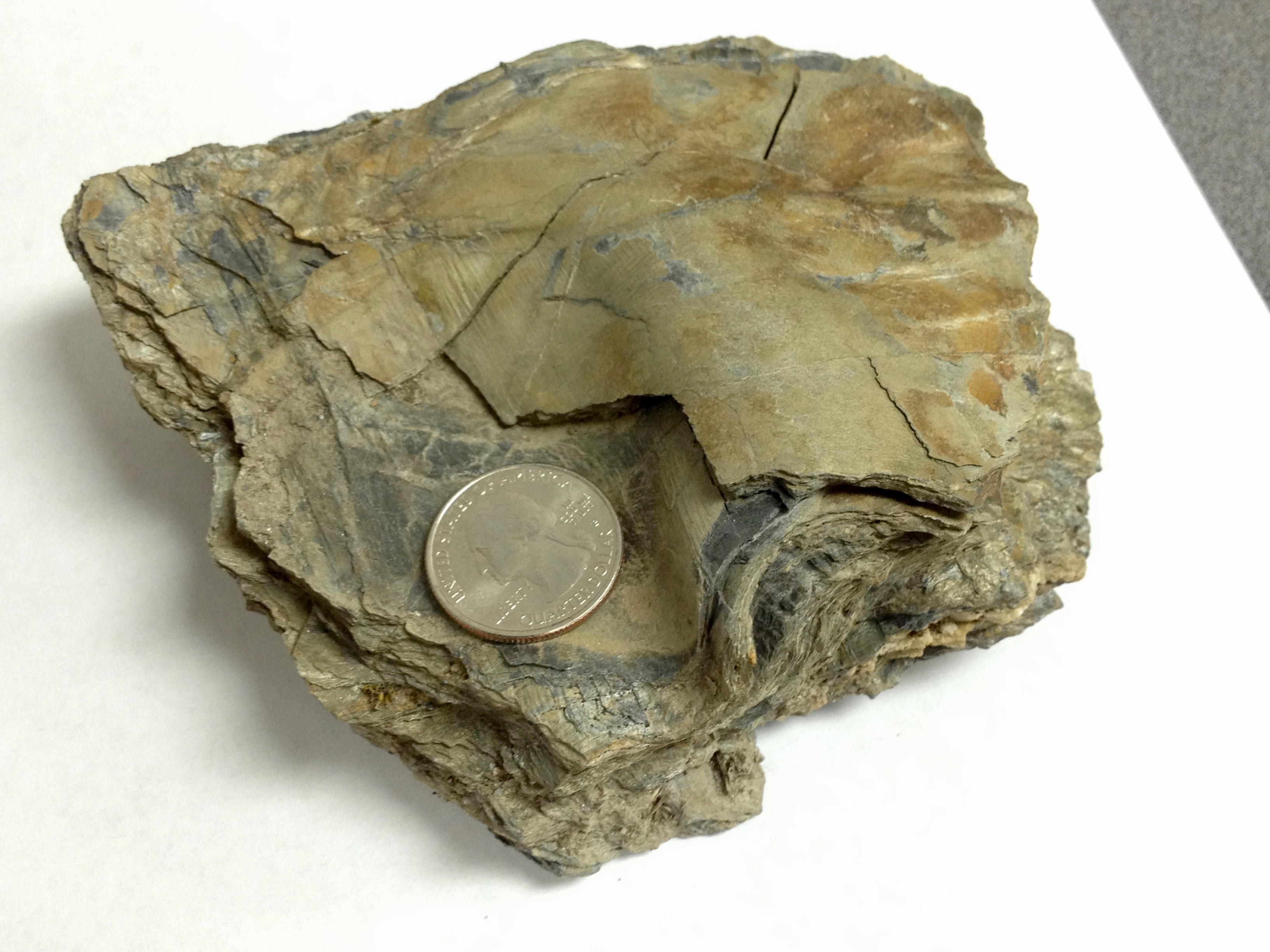 Phyllite with a small fold. (Source: Peter Davis)