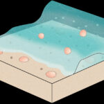 Fossil scallops and other invertebrates buried in sand 100 million years ago