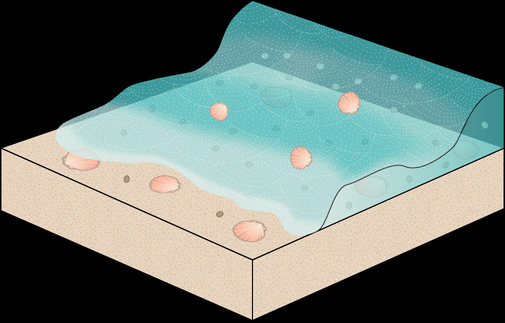 Fossil scallops and other invertebrates buried in sand 100 million years ago