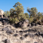 Black basalt boulders scattered across the landscape near Hickman Bridge, remnants of ancient volcanic activity