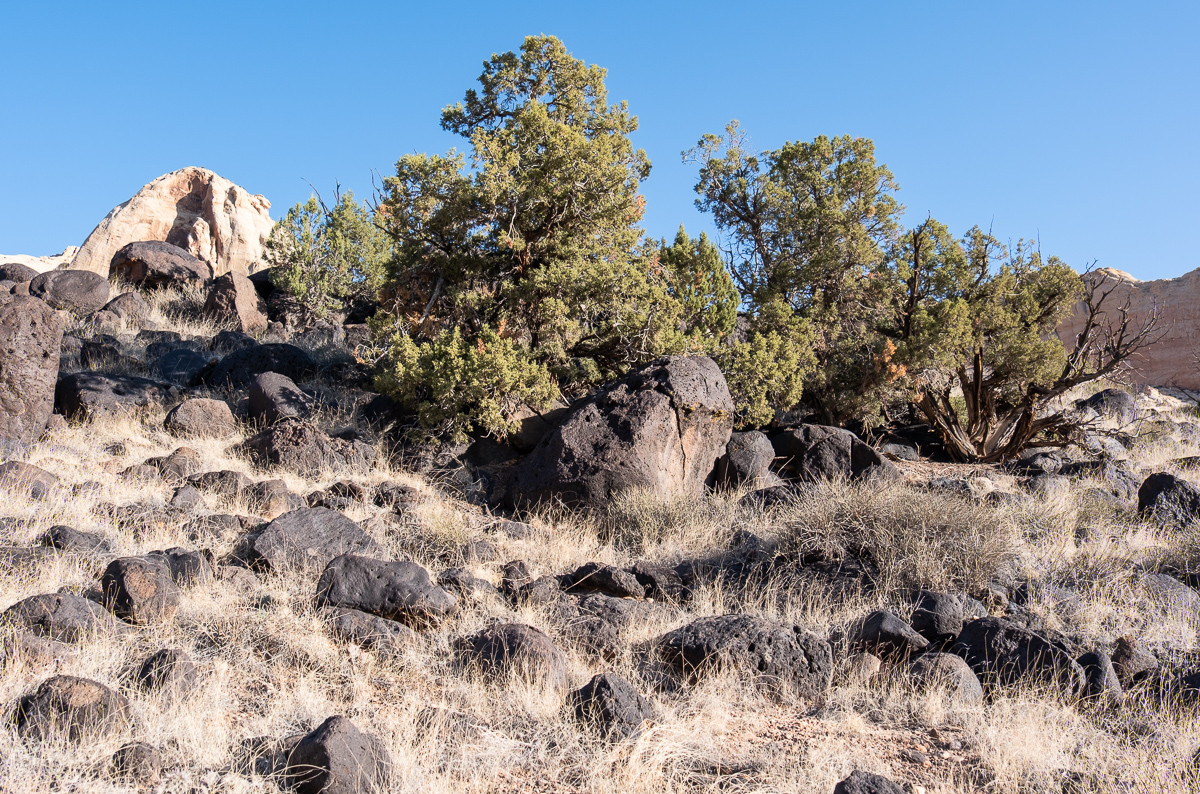 Black basalt boulders scattered across the landscape near Hickman Bridge, remnants of ancient volcanic activity