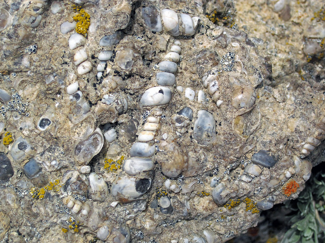 Turritella Agate