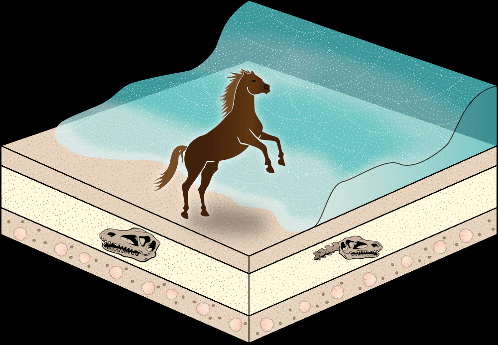 Fossil horse buried in sand 20 million years ago