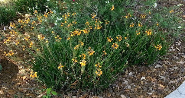 xeric plant choices under a tree