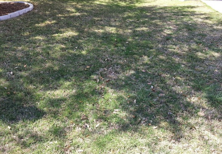 Image of a neighbor’s tree offering shade