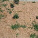 Rock ground cover surrounded by greenery
