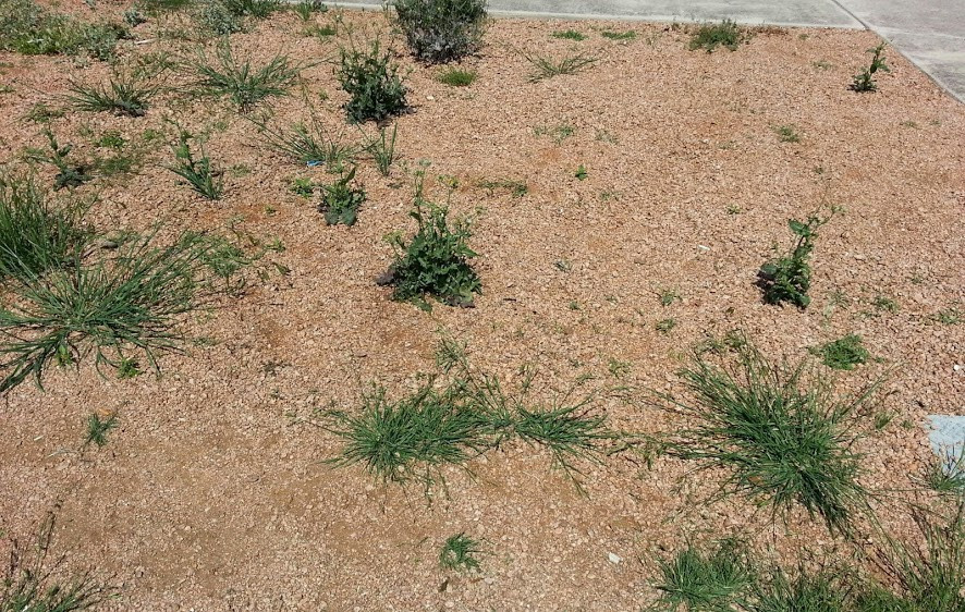 Rock ground cover surrounded by greenery