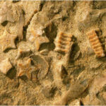 Sedimentary rocks contain fossils of marine creatures, like this ammonite