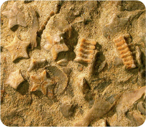 Sedimentary rocks contain fossils of marine creatures, like this ammonite
