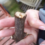 Cut the end of the stick flat for making a spear with a rock