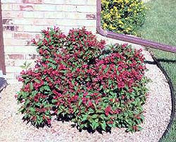 River rock surrounding shrubs