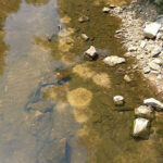 Sunfish nests within rock crevices, showcasing the importance of undisturbed rocks for aquatic life