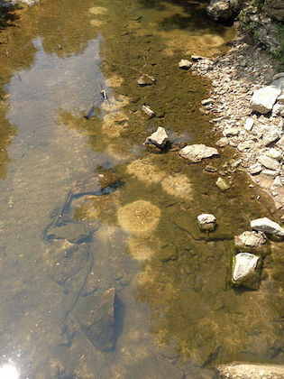 Sunfish Nest