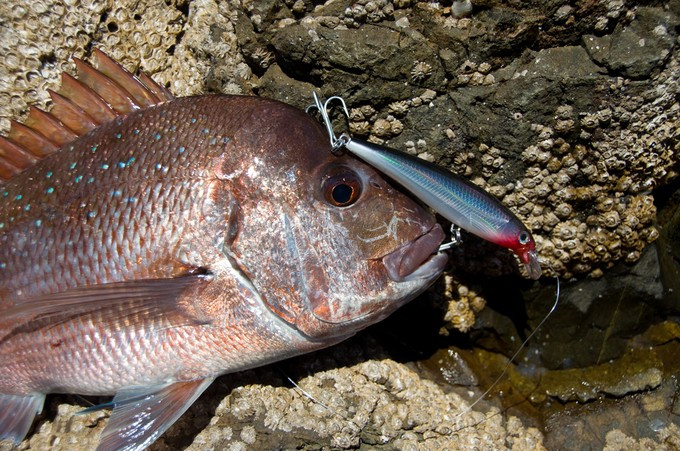 Fisherman holding a freshly caught snapper on a rocky shore