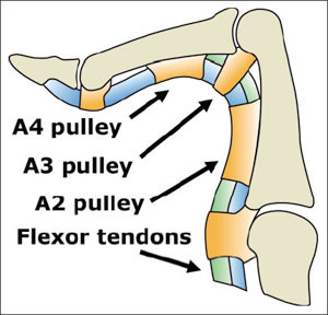 Finger anatomy